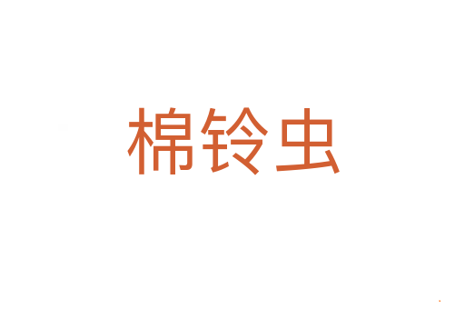 棉铃虫
