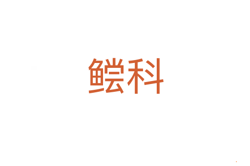 鲿科